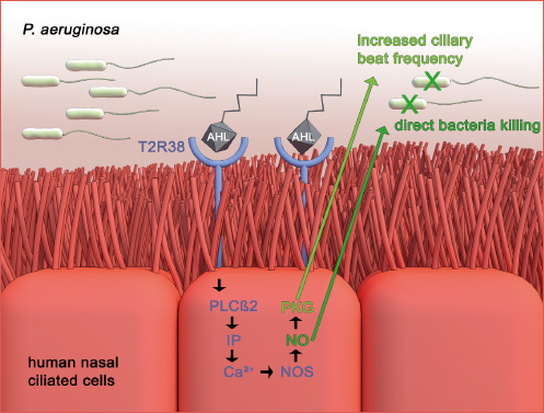 TAS2R38 regulation of innate immunity in airway epithelial cells.