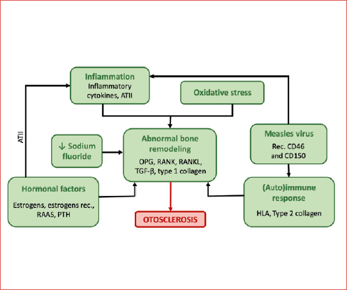 Model for the pathophysiology of otosclerosis. ATII: angiotensin II; OPG: osteoprotegerin; RANK: receptor activator of nuclear factor-kappa B; RANKL: ligand of RANK; RAAS: renin-angiotensin-aldosterone system; PTH: parathyroid hormone; HLA: human leukocyte antigen; TGF: tumour growth factor; CD: cluster of differentiation.