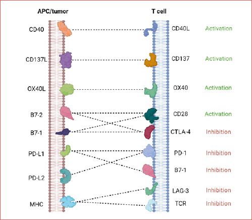 Immune checkpoints.