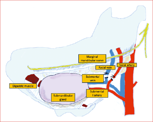 Anatomy of the submental region.